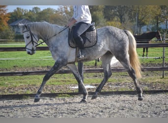 Altre razze, Castrone, 5 Anni, 161 cm, Grigio
