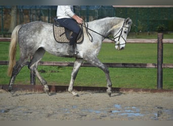 Altre razze, Castrone, 5 Anni, 161 cm, Grigio