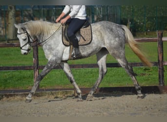 Altre razze, Castrone, 5 Anni, 161 cm, Grigio