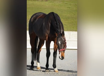 Altre razze, Castrone, 5 Anni, 164 cm, Baio