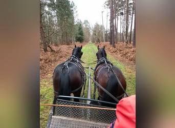 Altre razze, Castrone, 5 Anni, 165 cm, Baio nero