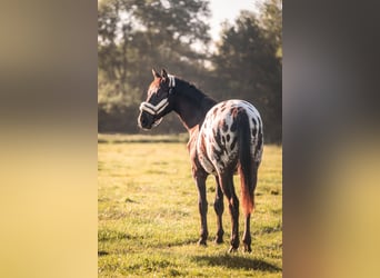 Altre razze, Castrone, 5 Anni, 165 cm, Leopard