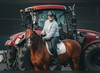 Altre razze, Castrone, 5 Anni, 168 cm, Baio