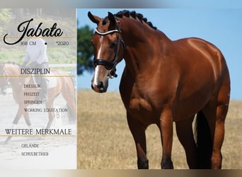 Altre razze, Castrone, 5 Anni, 168 cm, Baio