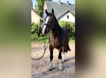 Altre razze, Castrone, 5 Anni, 176 cm, Baio