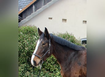 Altre razze, Castrone, 5 Anni, 176 cm, Baio
