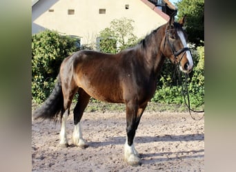 Altre razze, Castrone, 5 Anni, 176 cm, Baio