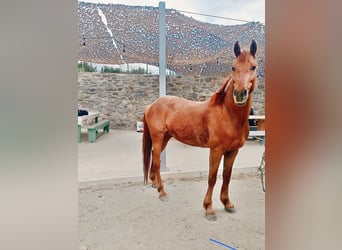 Altre razze Mix, Castrone, 5 Anni, Sauro