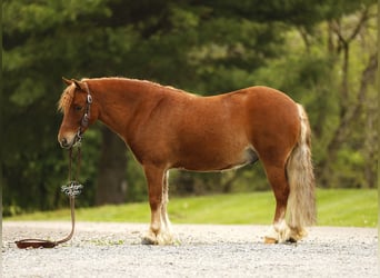 Altre razze, Castrone, 6 Anni, 117 cm, Sauro ciliegia