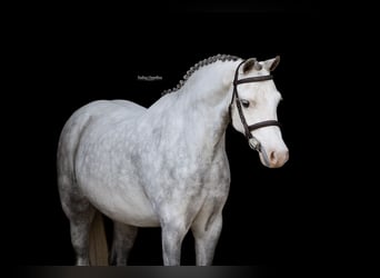 Altre razze, Castrone, 6 Anni, 126 cm
