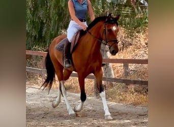 Altre razze, Castrone, 6 Anni, 148 cm, Baio
