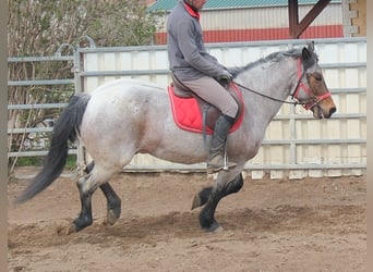 Altre razze, Castrone, 6 Anni, 148 cm, Baio roano