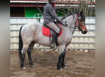 Altre razze, Castrone, 6 Anni, 148 cm, Baio roano