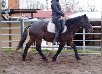 Altre razze Mix, Castrone, 6 Anni, 148 cm, Falbo baio