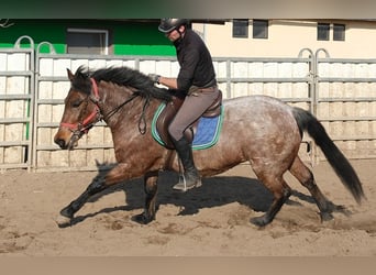 Altre razze, Castrone, 6 Anni, 148 cm, Roano rosso