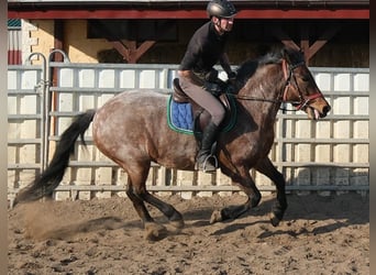 Altre razze, Castrone, 6 Anni, 148 cm, Roano rosso