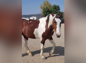 Altre razze, Castrone, 6 Anni, 153 cm, Pezzato