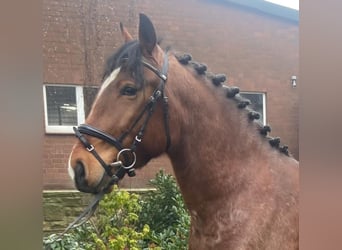 Altre razze, Castrone, 6 Anni, 155 cm, Baio