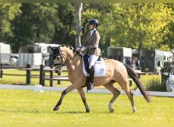 Altre razze, Castrone, 6 Anni, 155 cm