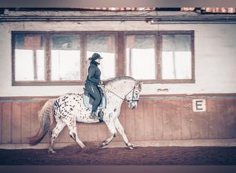 Altre razze, Castrone, 6 Anni, 155 cm, Leopard