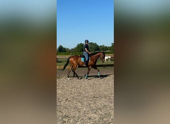 Altre razze, Castrone, 6 Anni, 158 cm, Baio