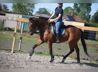 Altre razze, Castrone, 6 Anni, 158 cm, Baio