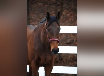 Altre razze, Castrone, 6 Anni, 160 cm, Baio