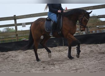 Altre razze, Castrone, 6 Anni, 160 cm, Baio