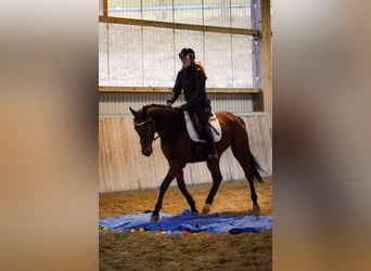 Altre razze, Castrone, 6 Anni, 160 cm, Baio