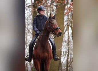 Altre razze, Castrone, 6 Anni, 160 cm, Baio