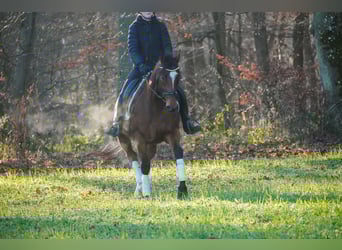 Altre razze, Castrone, 6 Anni, 162 cm, Baio