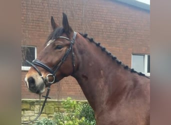 Altre razze, Castrone, 6 Anni, 166 cm, Baio