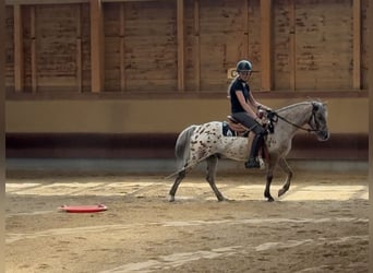 Altre razze, Castrone, 7 Anni, 136 cm, Leopard
