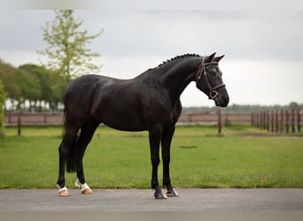 Altre razze, Castrone, 7 Anni, 138 cm, Morello