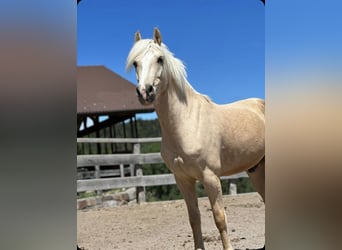 Altre razze Mix, Castrone, 7 Anni, 145 cm, Palomino