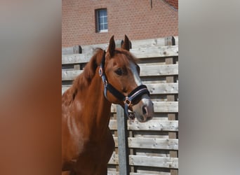 Altre razze, Castrone, 7 Anni, 147 cm, Sauro