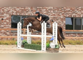 Altre razze, Castrone, 7 Anni, 147 cm, Sauro scuro