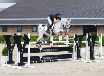 Altre razze, Castrone, 7 Anni, 150 cm, Grigio