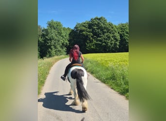 Altre razze, Castrone, 7 Anni, 153 cm, Pezzato