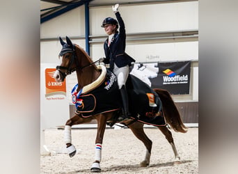 Altre razze, Castrone, 7 Anni, 155 cm