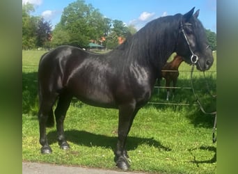 Altre razze, Castrone, 7 Anni, 156 cm, Morello
