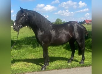 Altre razze, Castrone, 7 Anni, 156 cm, Morello