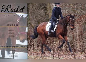 Altre razze, Castrone, 7 Anni, 160 cm, Baio