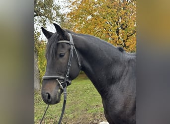 Altre razze Mix, Castrone, 7 Anni, 160 cm, Morello