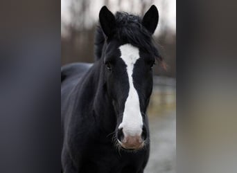 Altre razze Mix, Castrone, 7 Anni, 161 cm, Morello