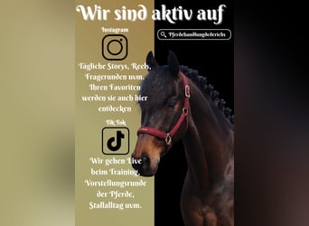 Altre razze, Castrone, 7 Anni, 162 cm, Baio nero