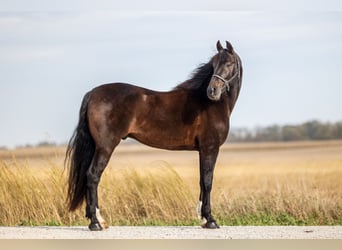 Altre razze, Castrone, 7 Anni, 163 cm, Baio scuro