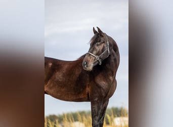 Altre razze, Castrone, 7 Anni, 163 cm, Baio scuro