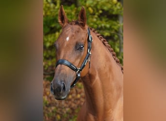 Altre razze, Castrone, 7 Anni, 165 cm, Sauro