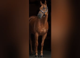 Altre razze, Castrone, 7 Anni, 165 cm, Sauro